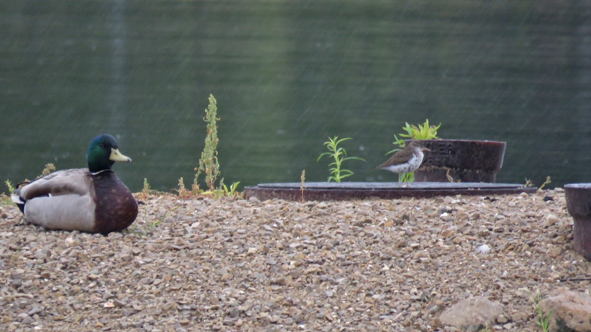 Spotted Sandpiper - ML620642884