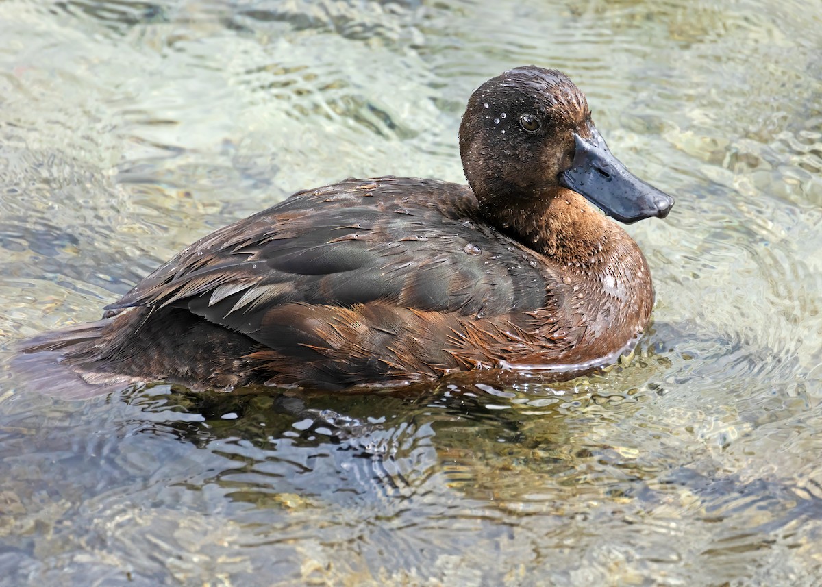 New Zealand Scaup - ML620642893