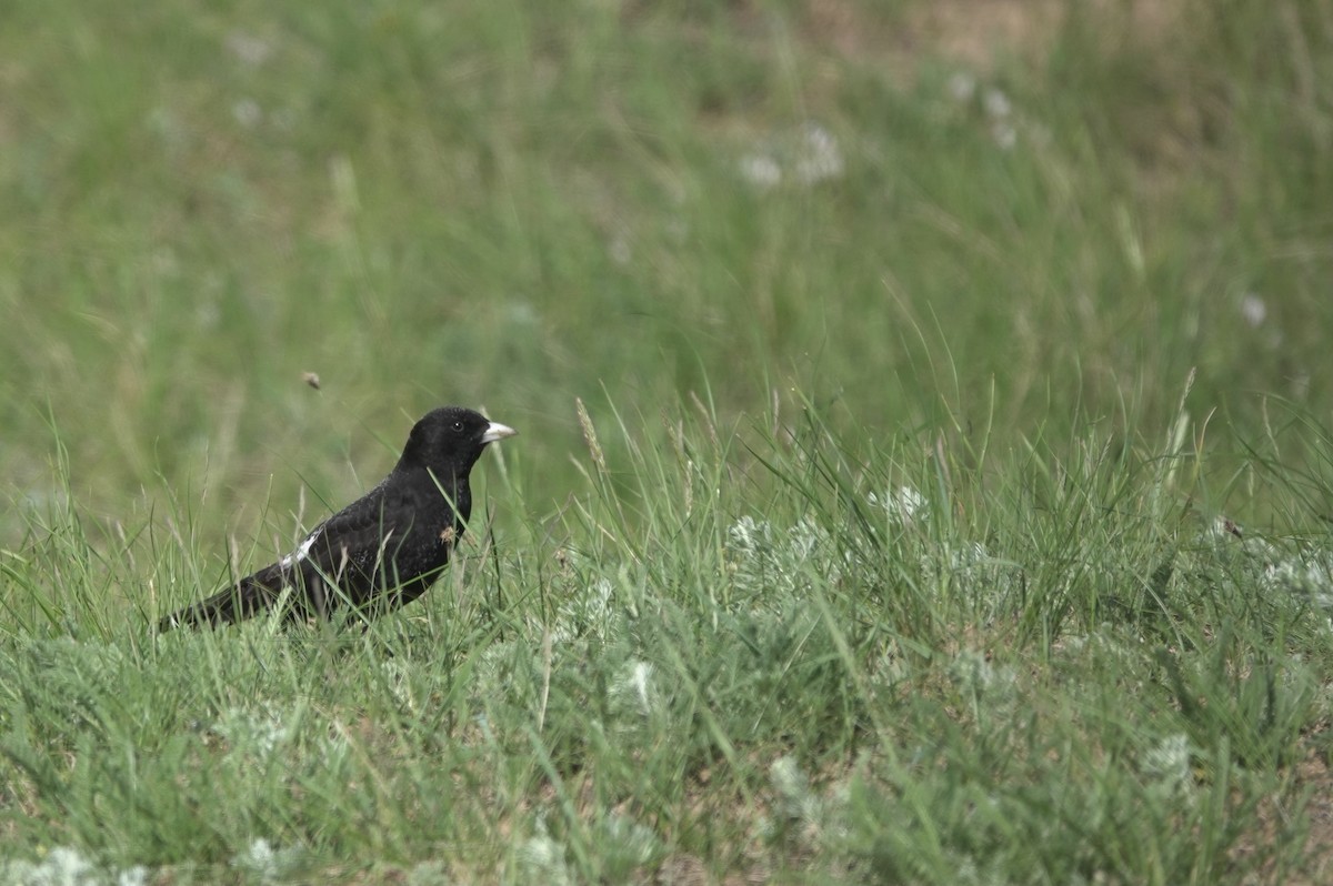 Black Lark - ML620642895