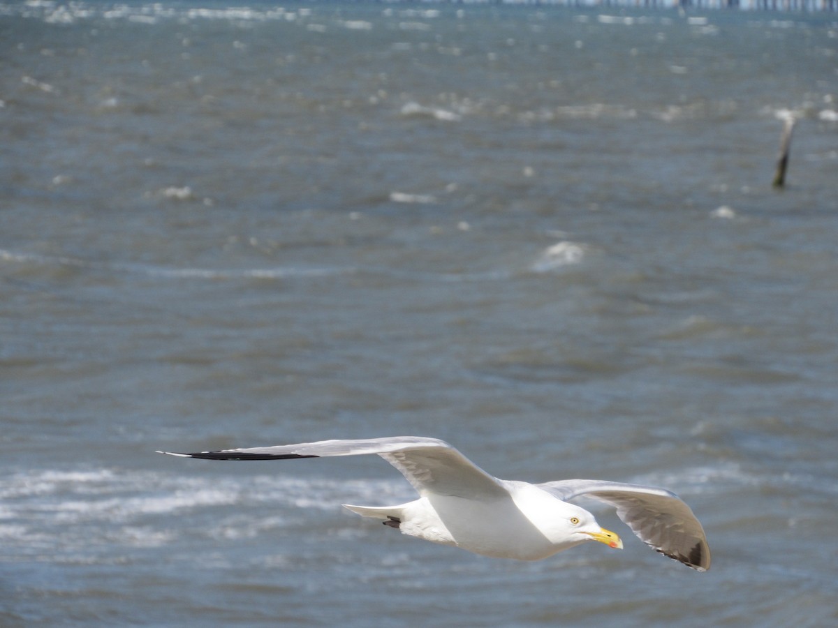 Goéland argenté - ML620642901