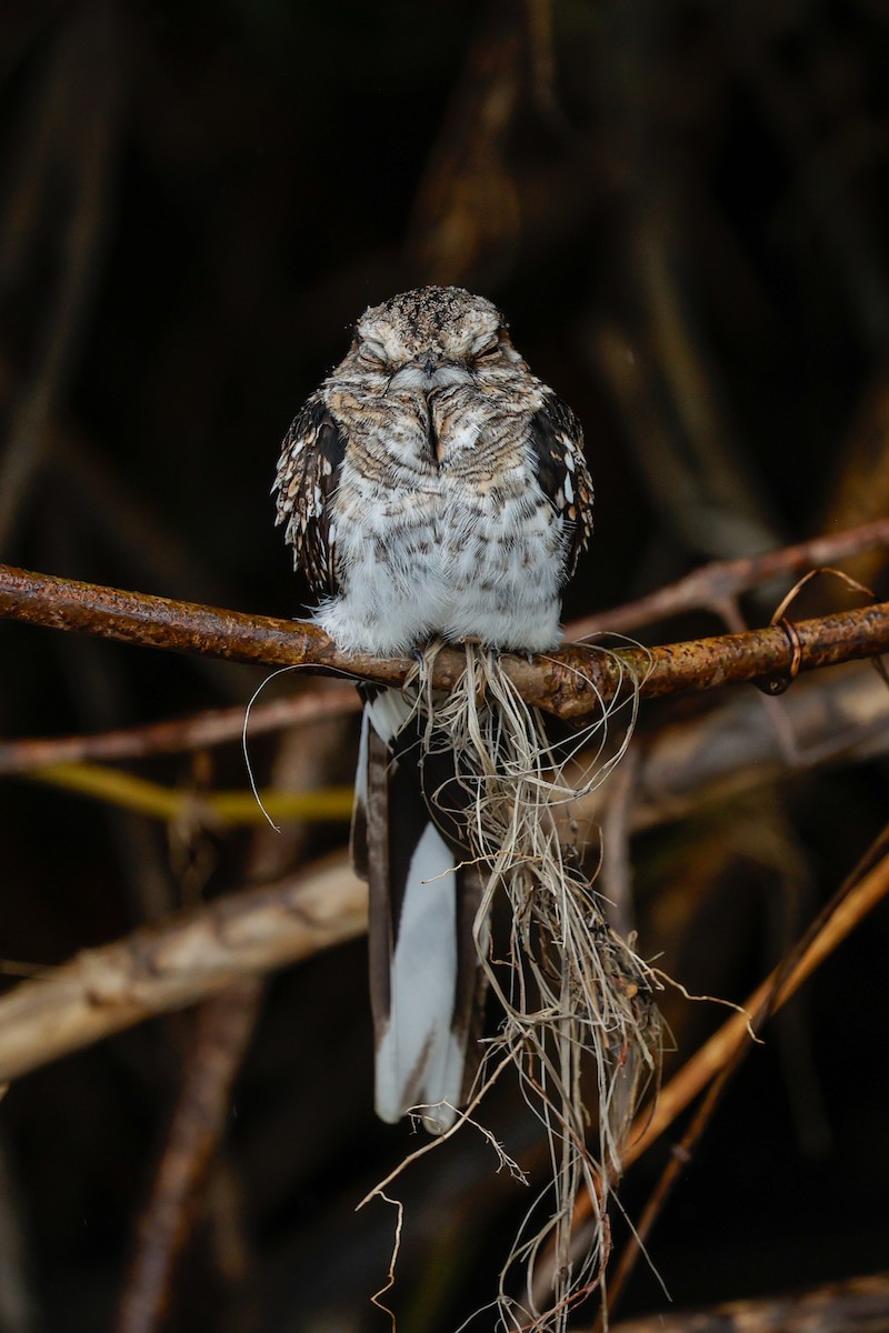 Ladder-tailed Nightjar - ML620642904