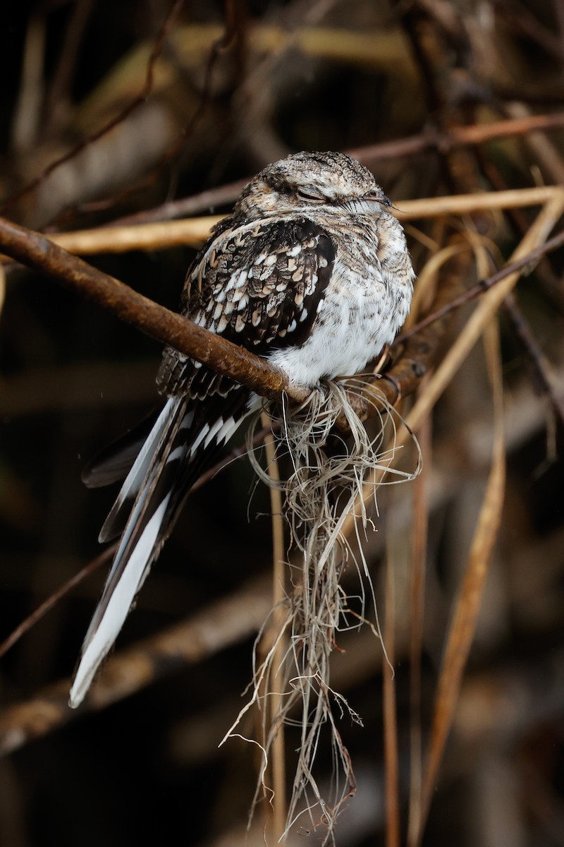 Ladder-tailed Nightjar - ML620642905