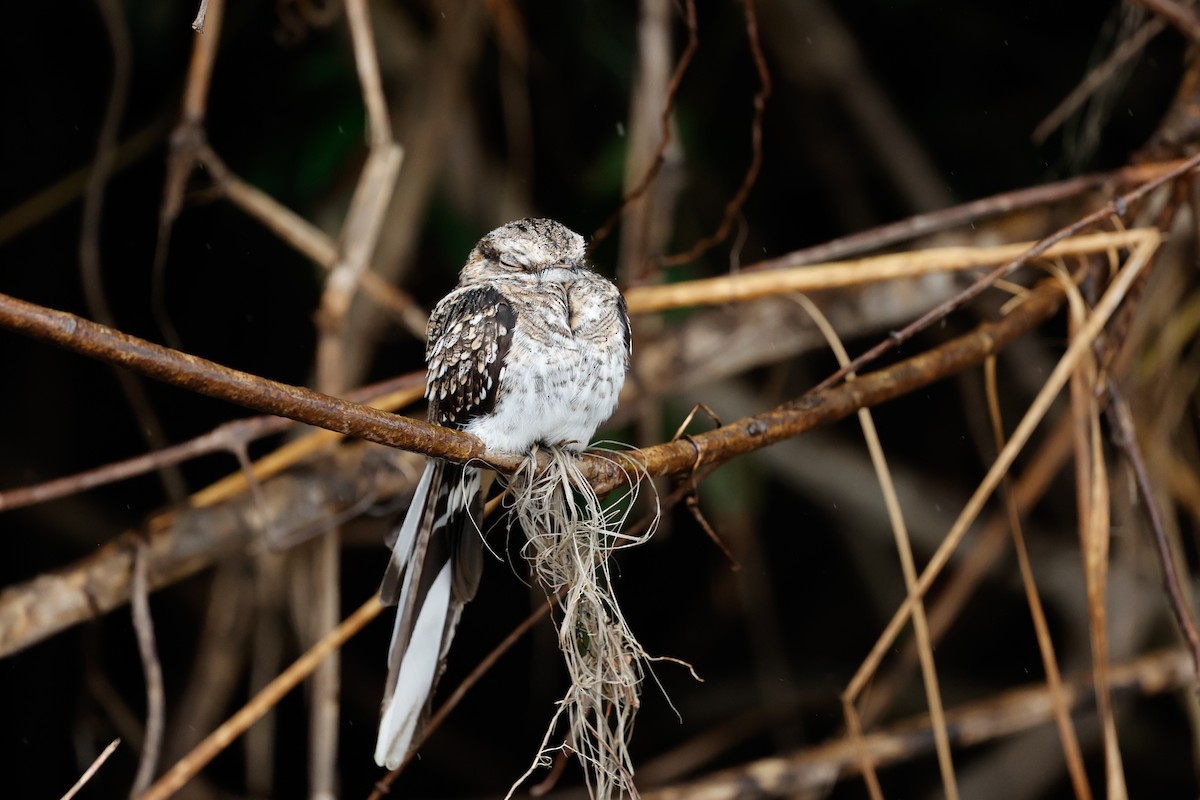 Ladder-tailed Nightjar - ML620642906