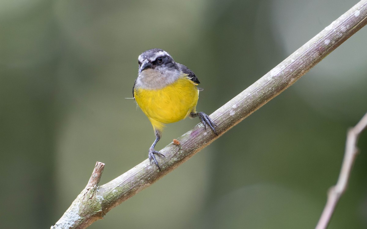 Bananaquit - ML620642907