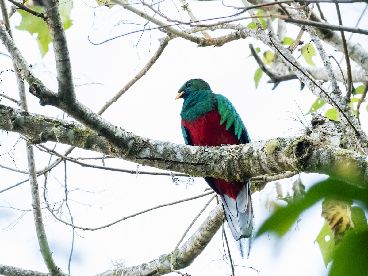 White-tipped Quetzal - ML620642908