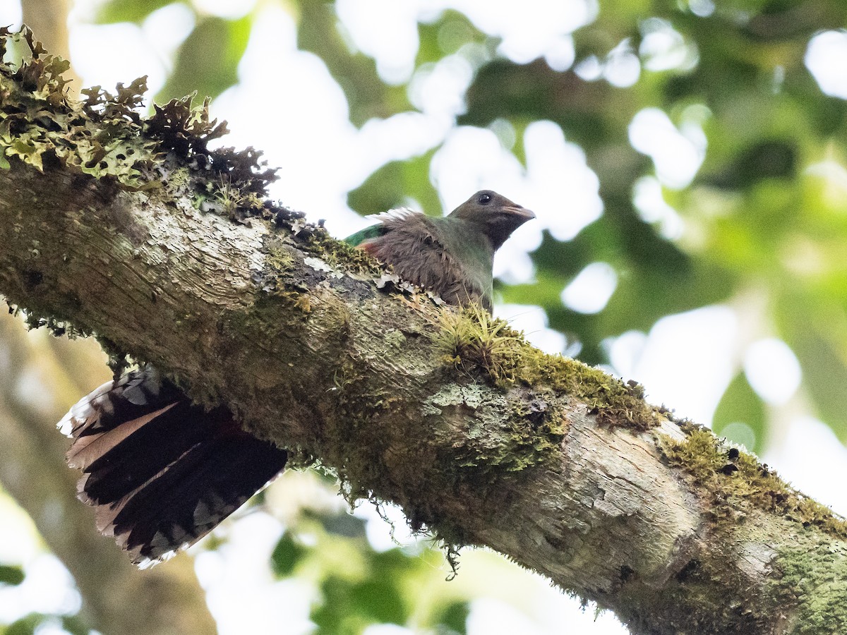 White-tipped Quetzal - ML620642909