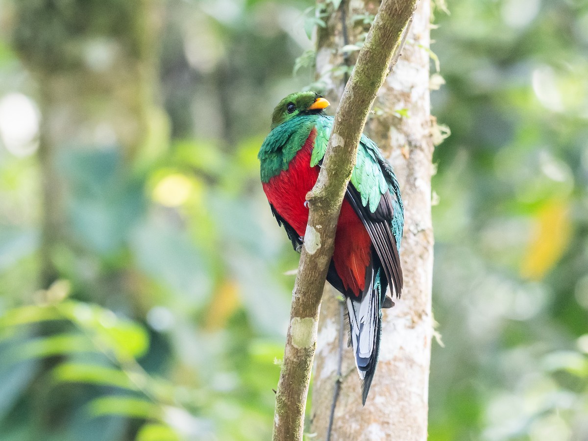 White-tipped Quetzal - ML620642910