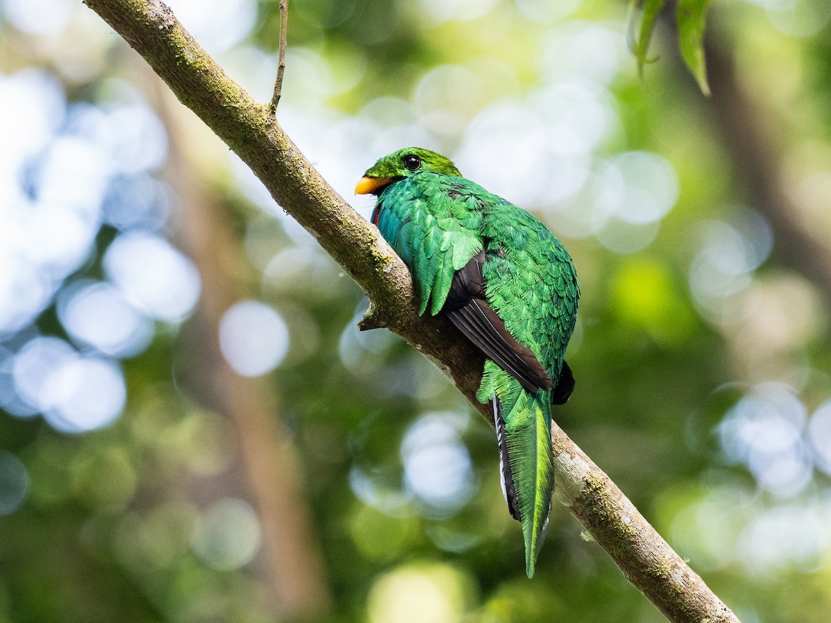 White-tipped Quetzal - ML620642911