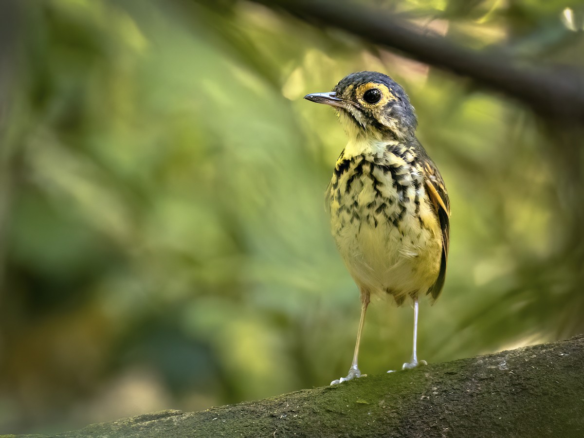 Alta Floresta Antpitta - ML620642919