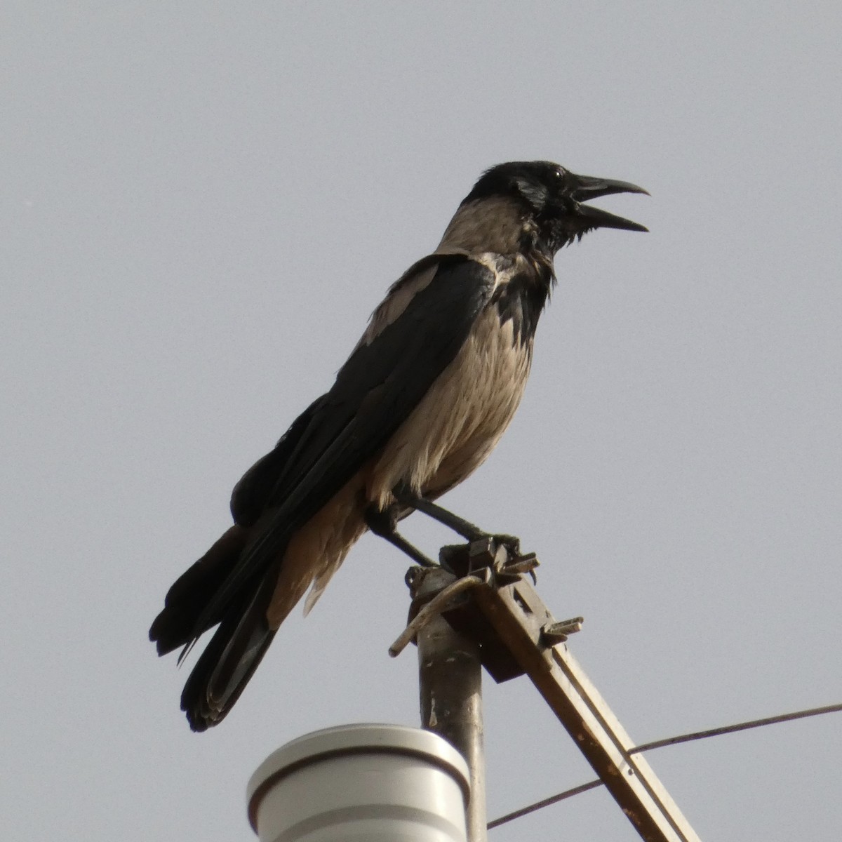 Hooded Crow - ML620642921