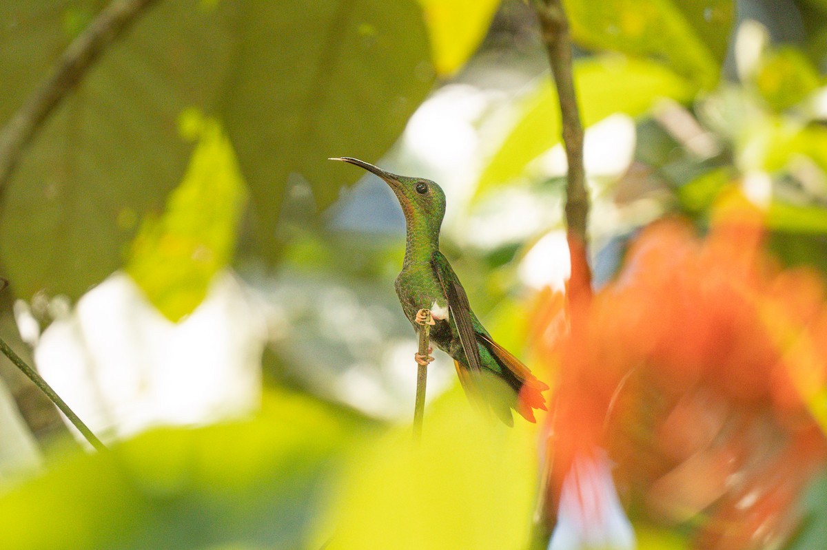 Colibrí Topacio - ML620642922