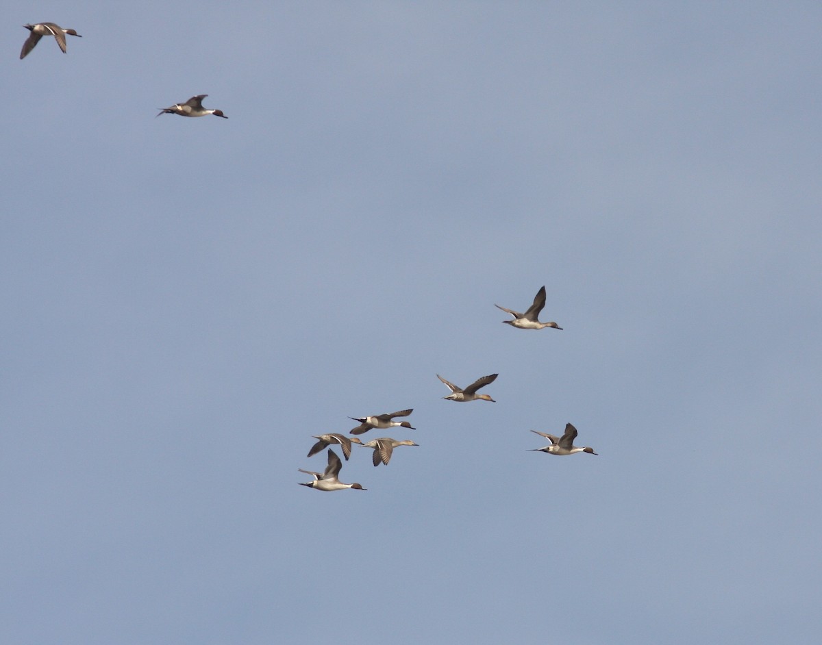 Northern Pintail - ML620642923