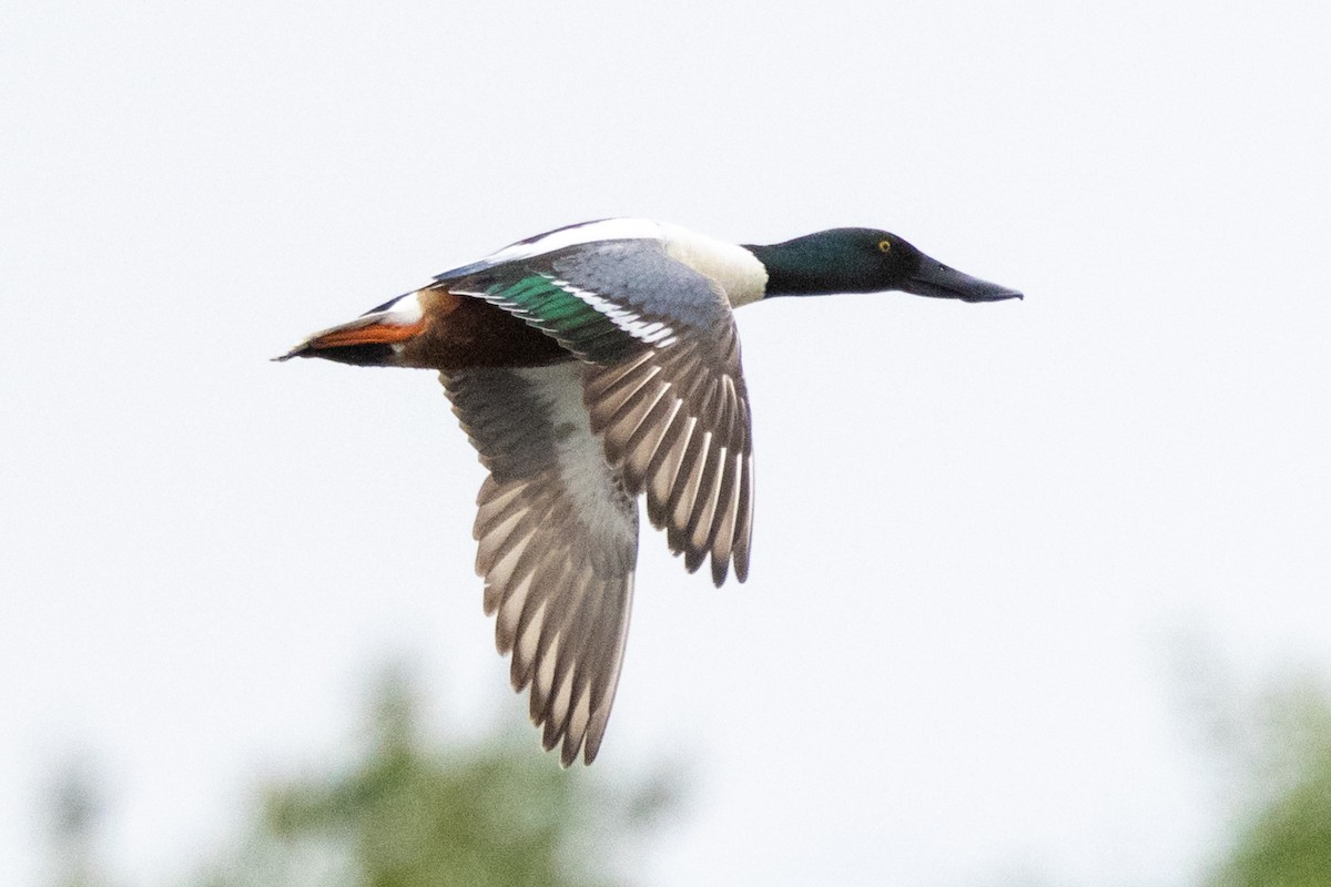 Northern Shoveler - ML620642925