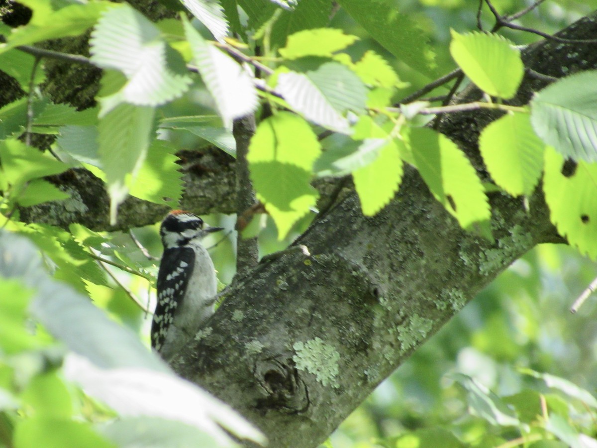 Downy Woodpecker - ML620642930