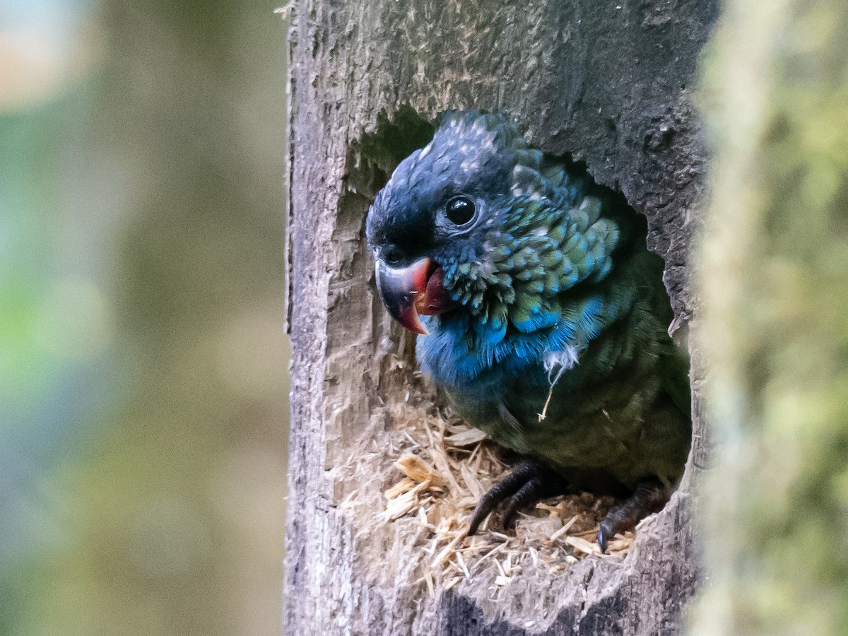 Red-billed Parrot - ML620642936