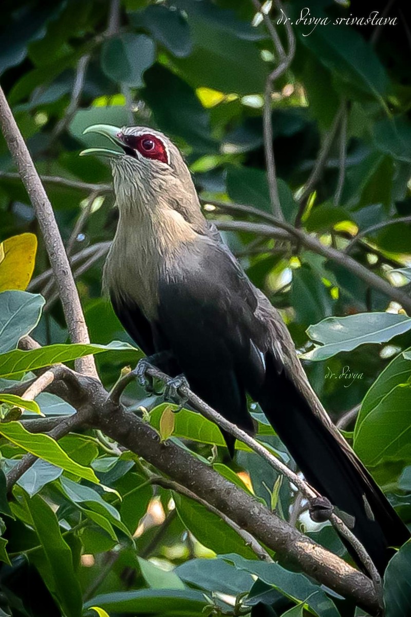 Green-billed Malkoha - ML620642937