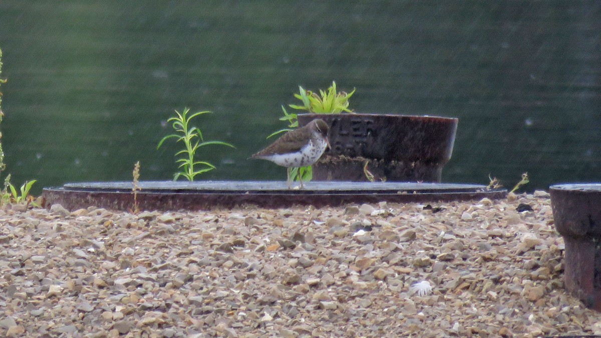 Spotted Sandpiper - ML620642949