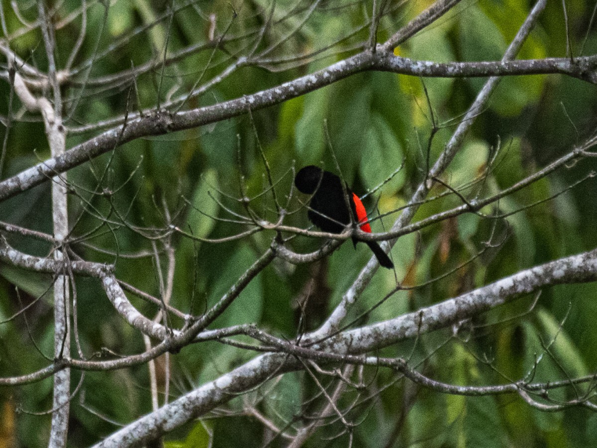 Scarlet-rumped Tanager - ML620642951