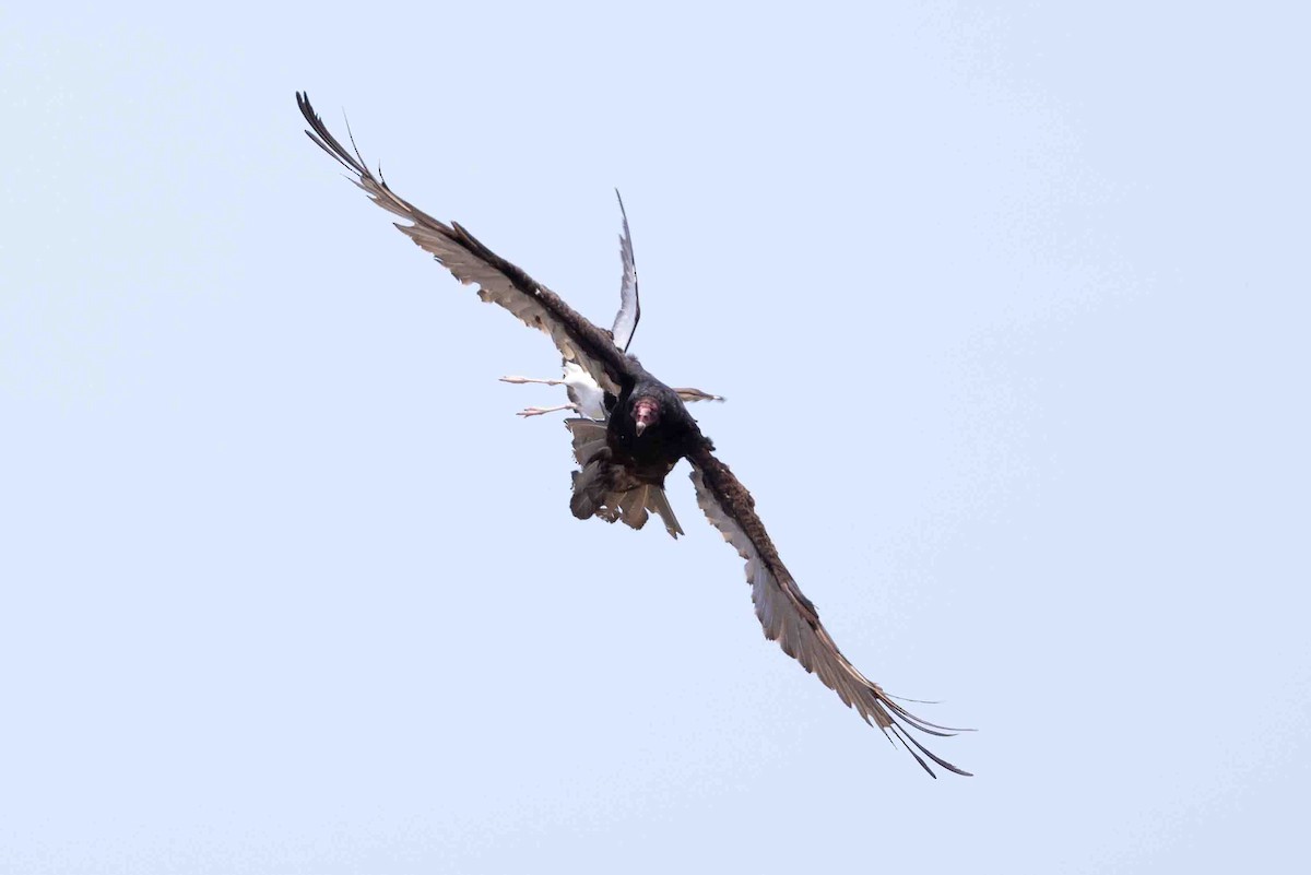 American Oystercatcher - ML620642954