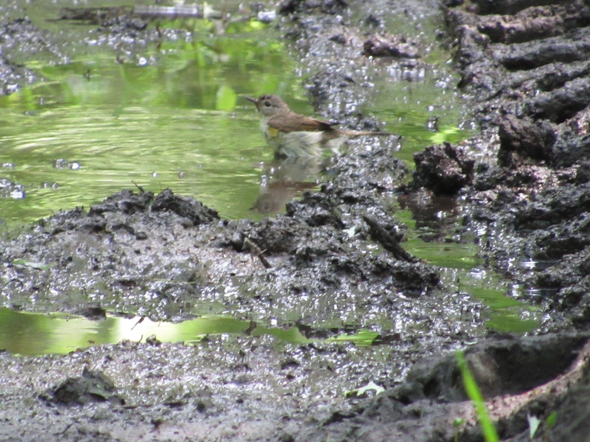 American Redstart - Mickey Ryan
