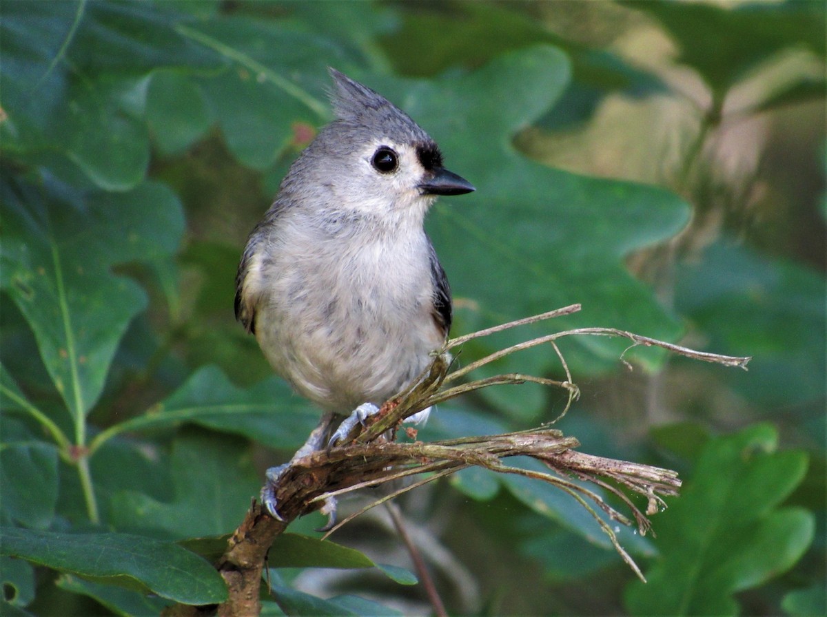 Tufted Titmouse - ML620642958