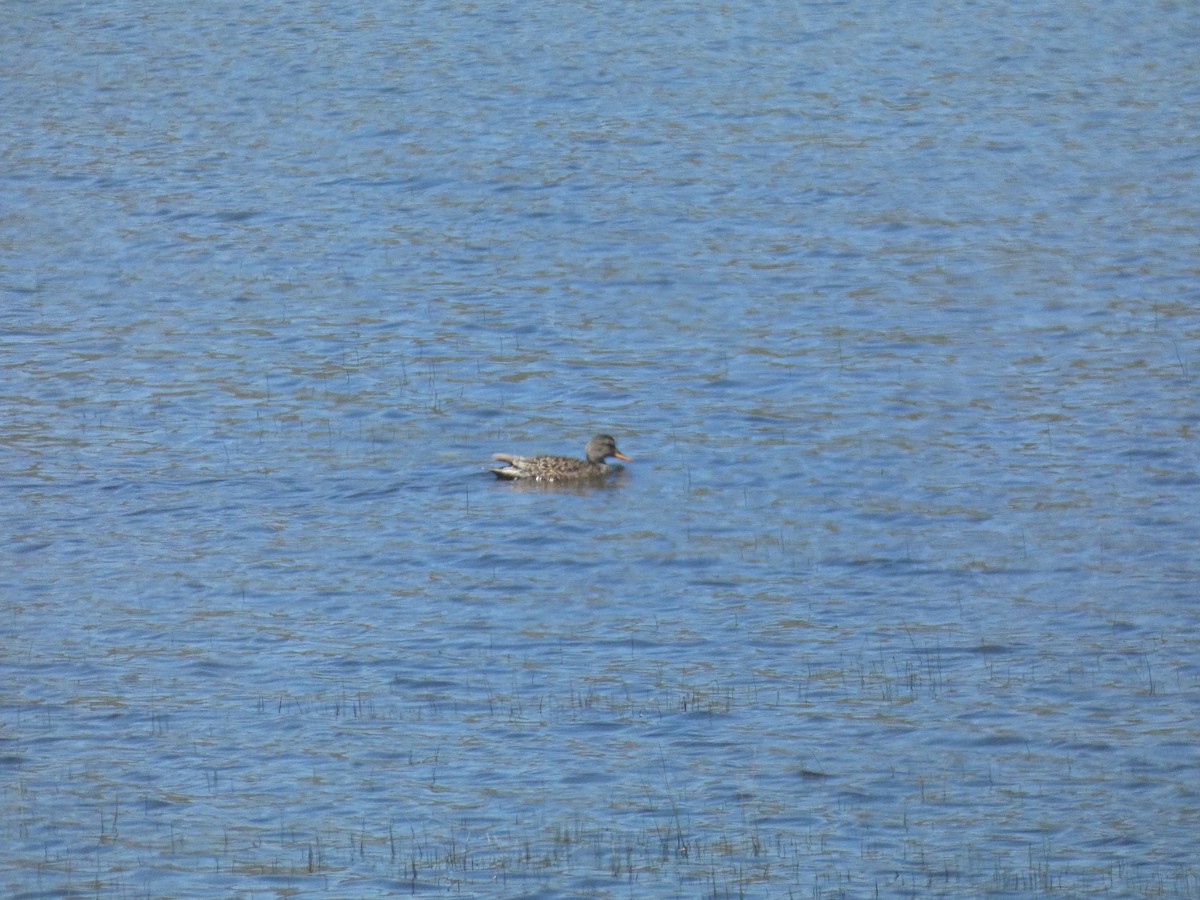 Gadwall - ML620642959