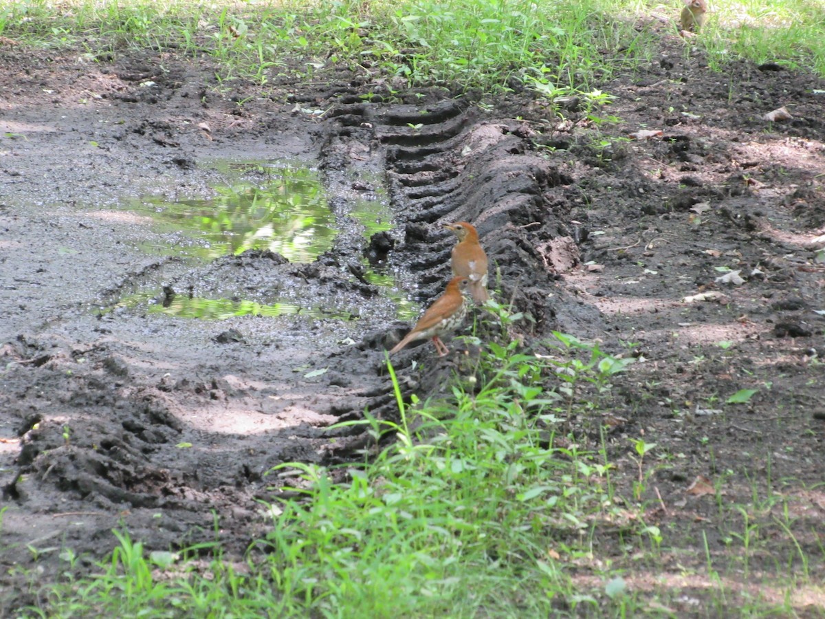 Wood Thrush - ML620642960