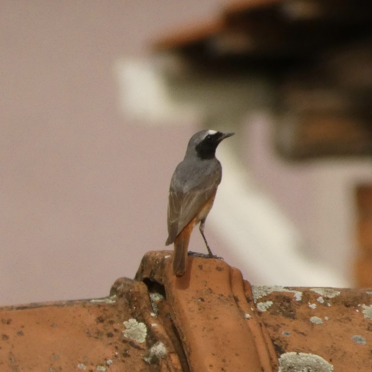 Common Redstart - ML620642961