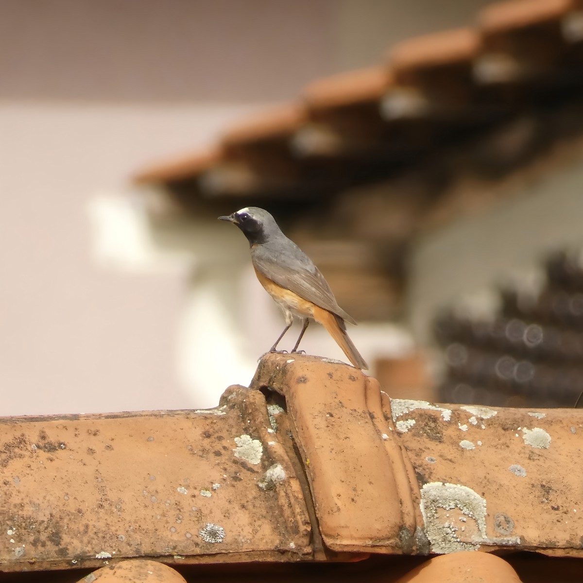 Common Redstart - ML620642962