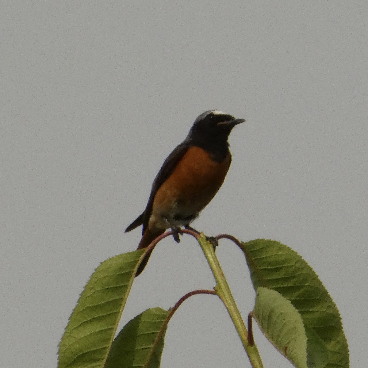 Common Redstart - ML620642963