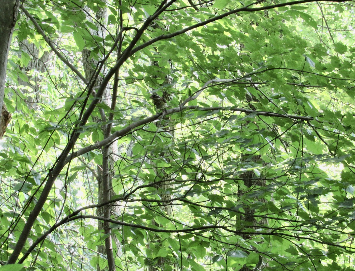 Rose-breasted Grosbeak - ML620642968