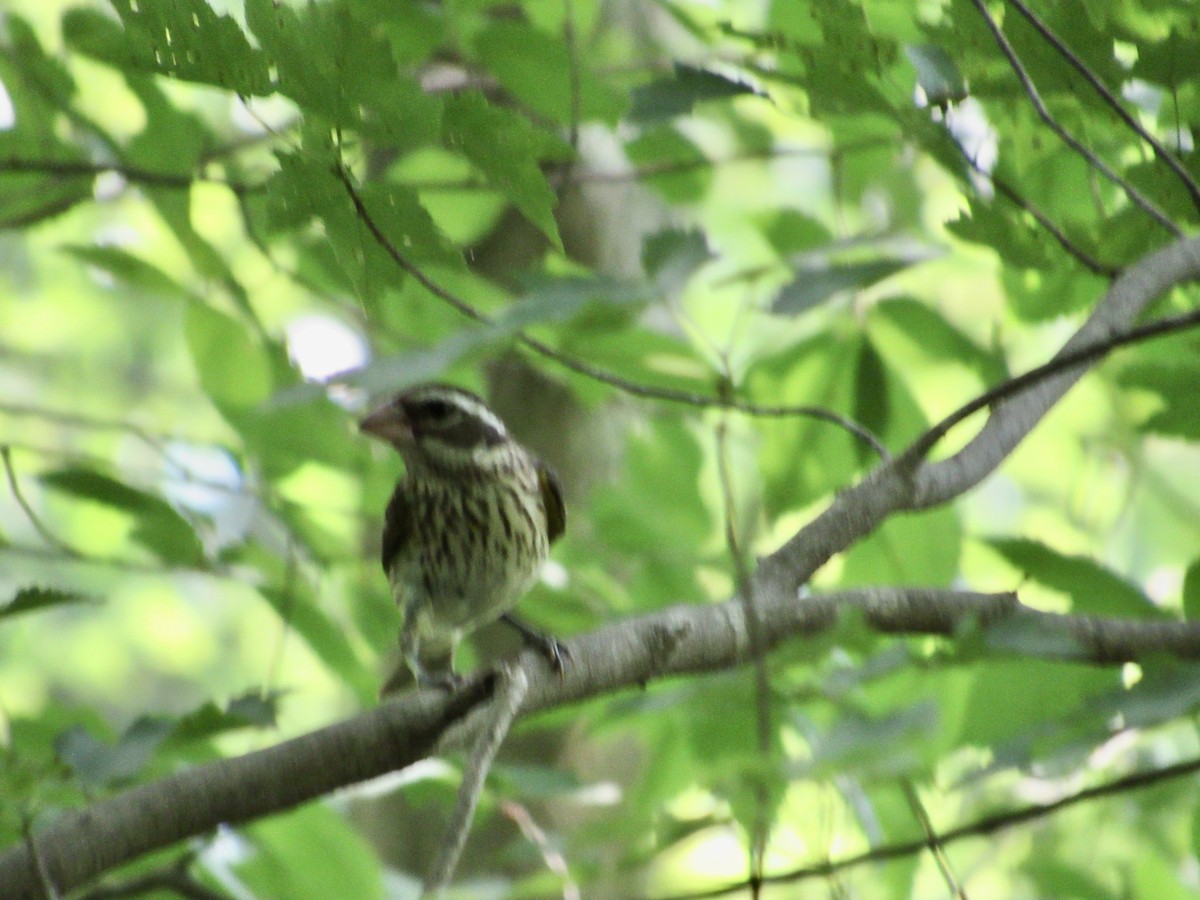 Rose-breasted Grosbeak - ML620642970