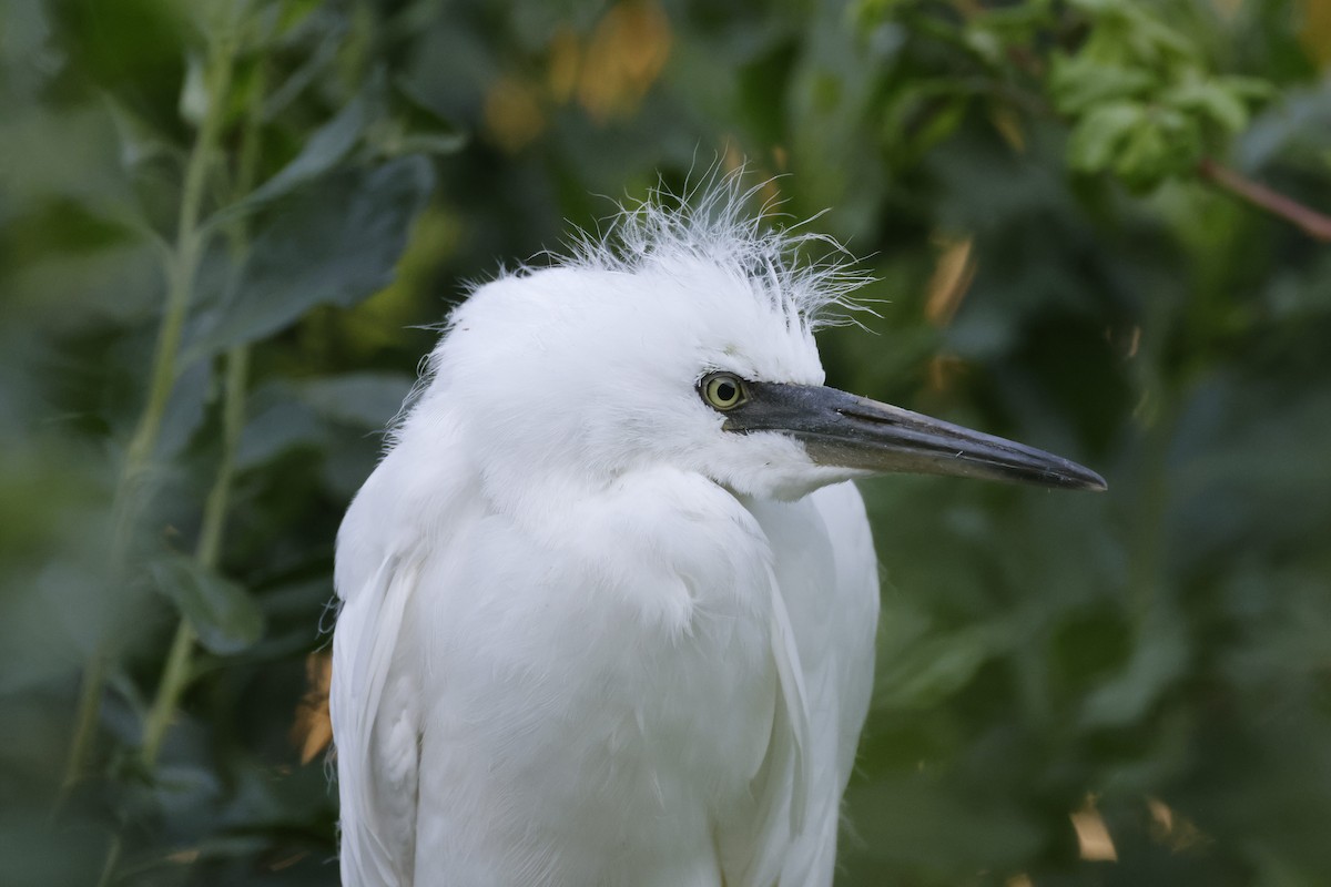 Aigrette bleue - ML620642972