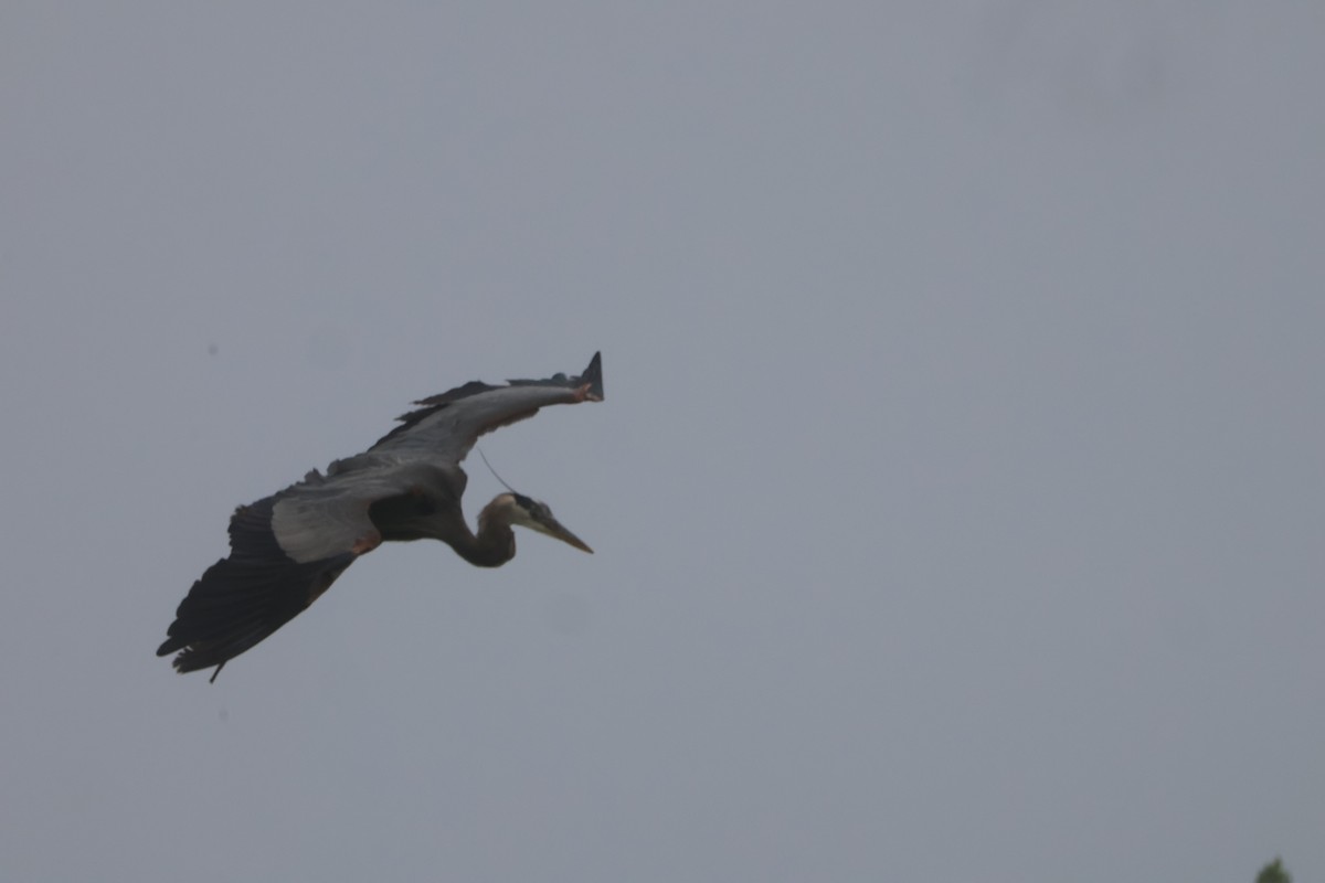 Great Blue Heron - ML620642981