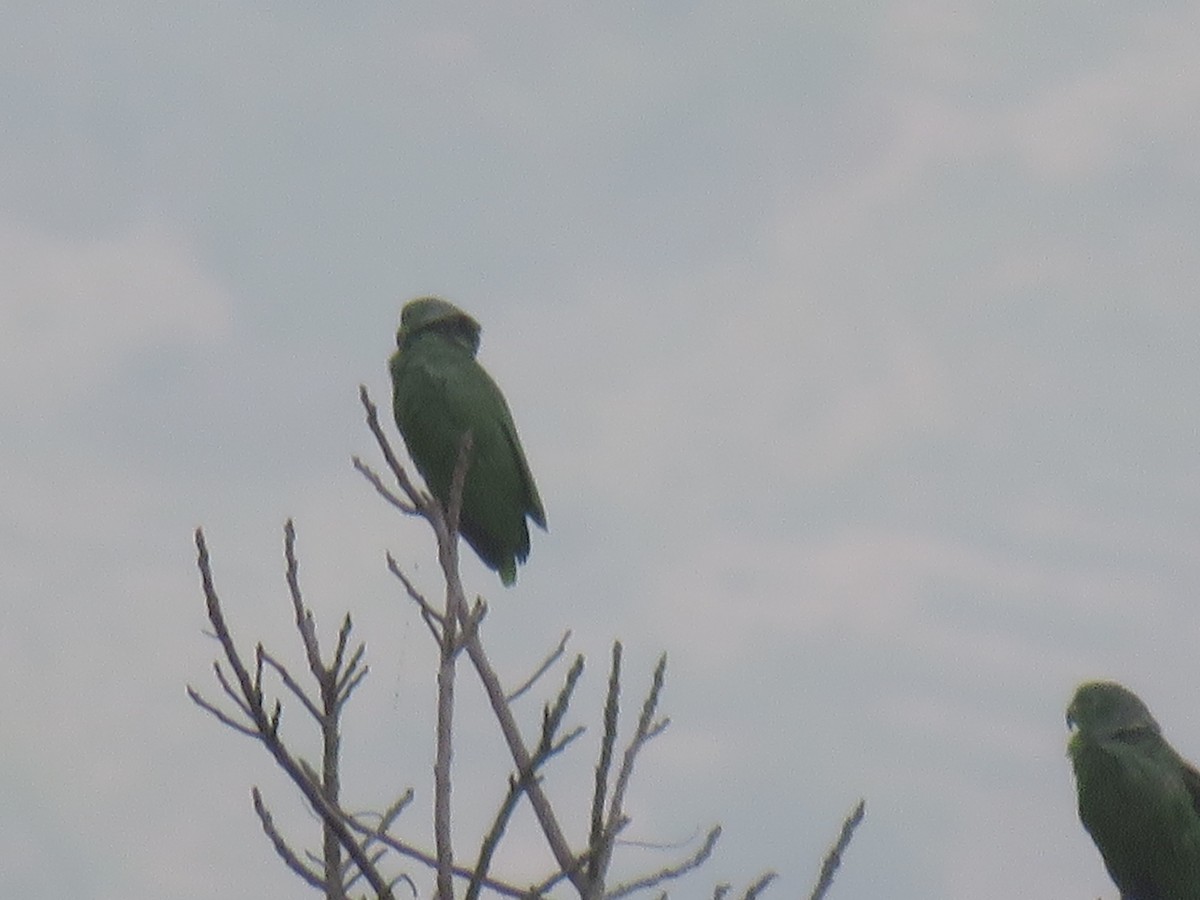 ネズミエリボウシインコ - ML620642984