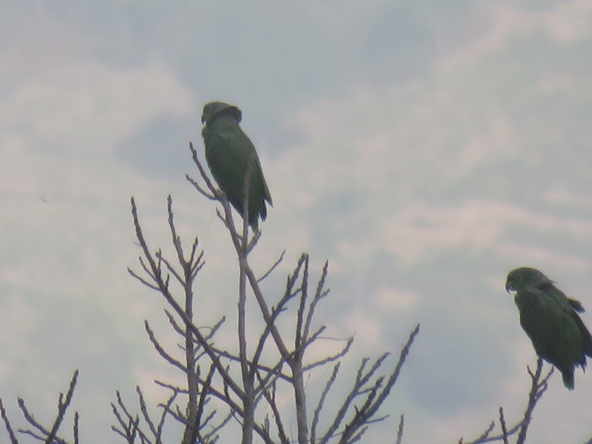 ネズミエリボウシインコ - ML620642985