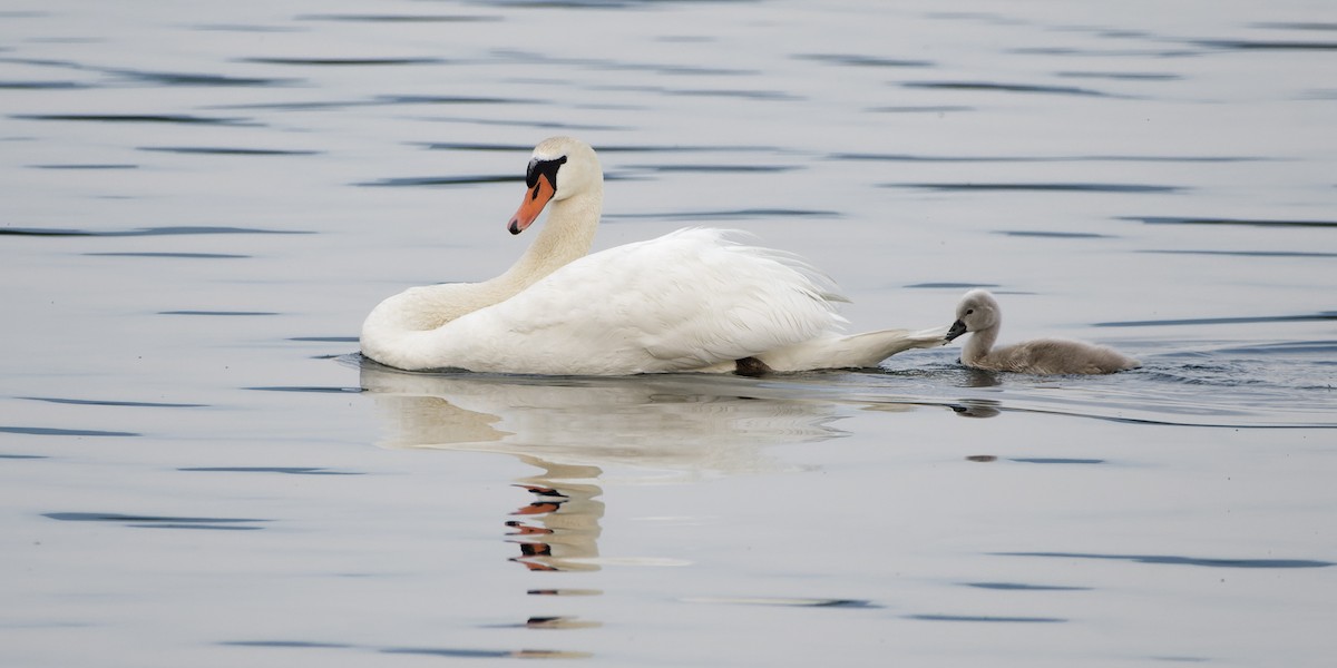 Cygne tuberculé - ML620642986