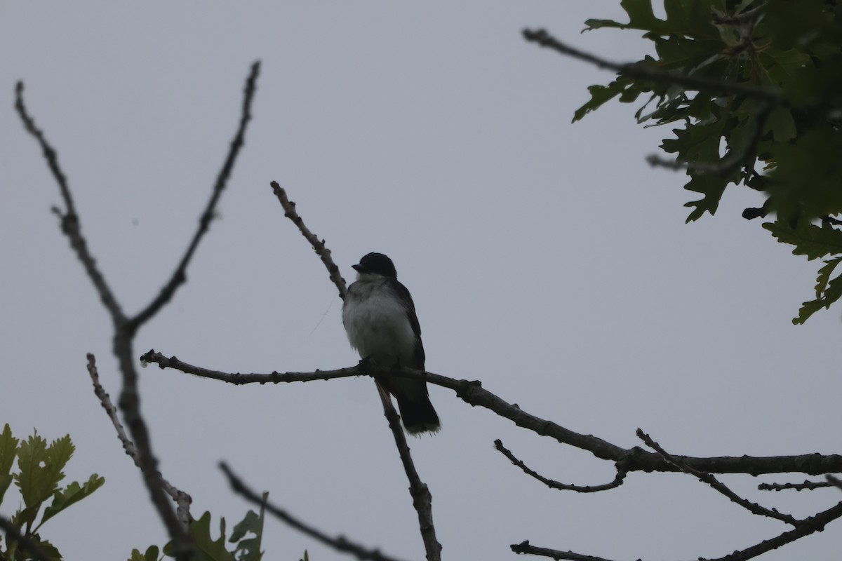 Eastern Kingbird - ML620642989