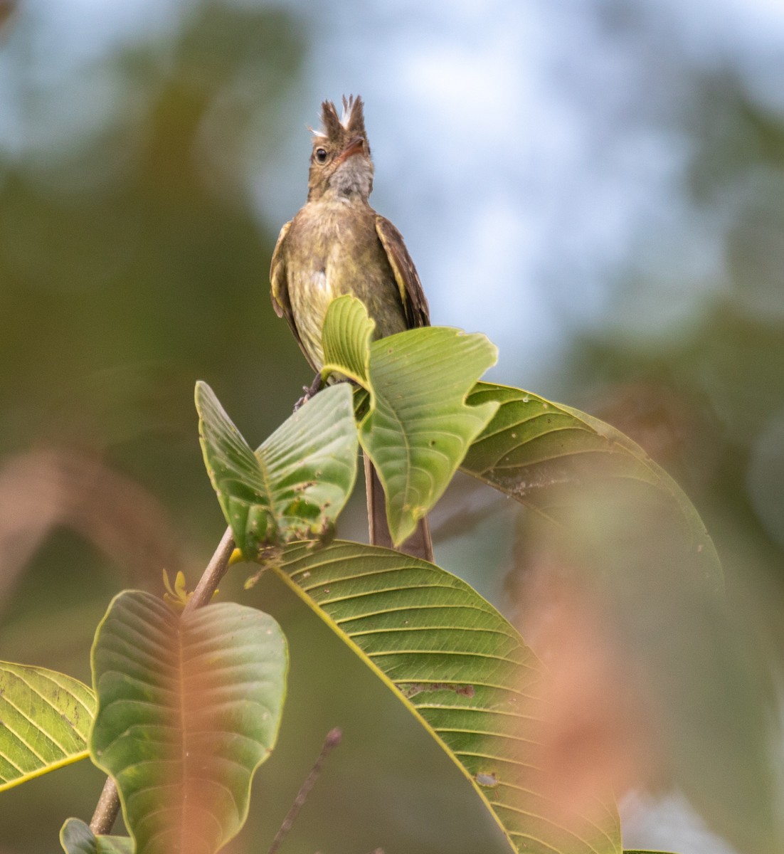 Mottle-backed Elaenia - ML620642990