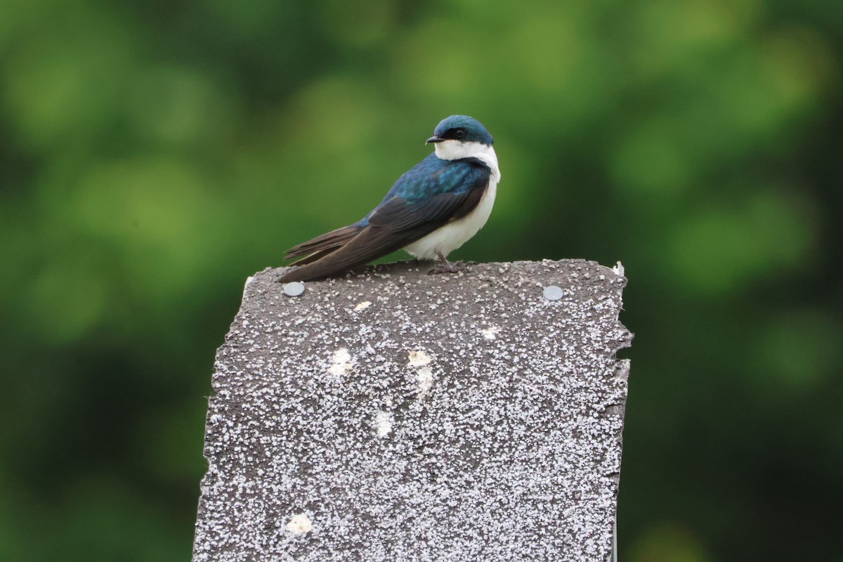 Tree Swallow - Santo A. Locasto