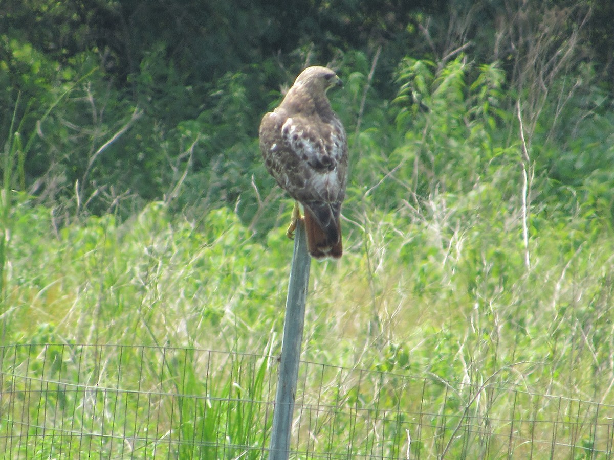 Red-tailed Hawk - Mickey Ryan