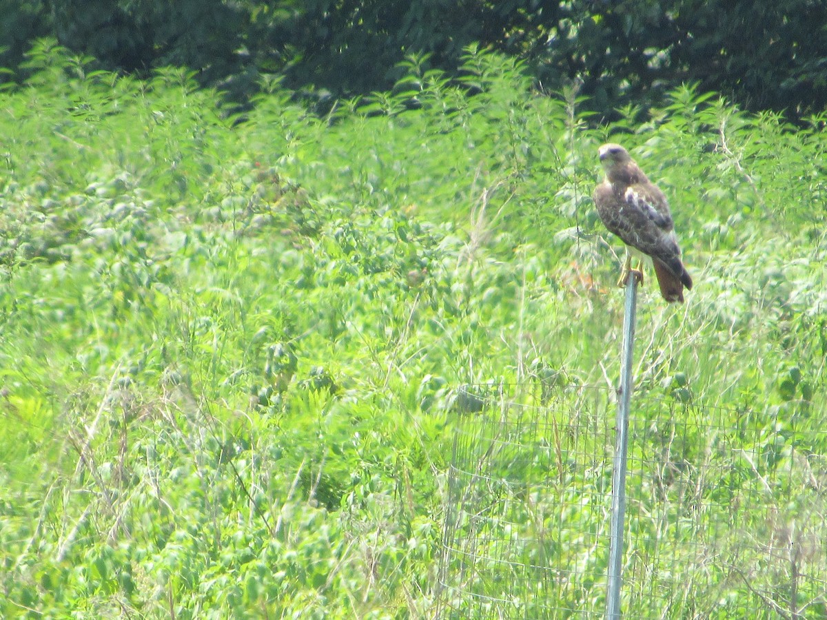 Red-tailed Hawk - ML620642996