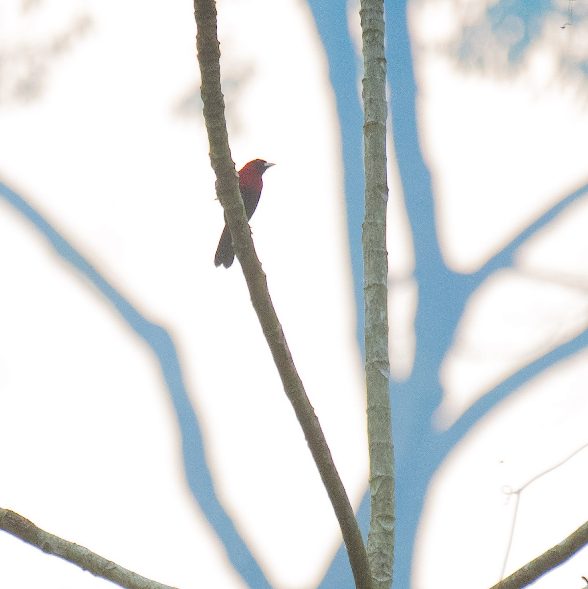 Crimson-collared Tanager - ML620642997