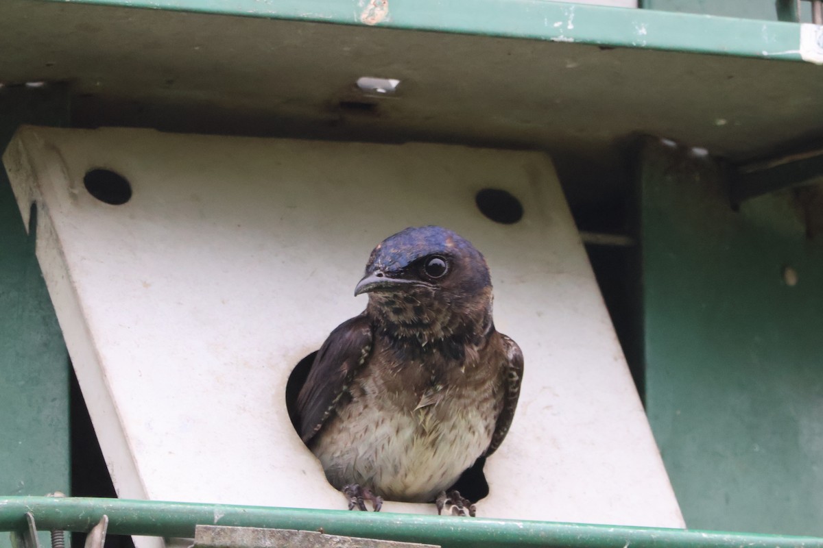 Purple Martin - ML620642998