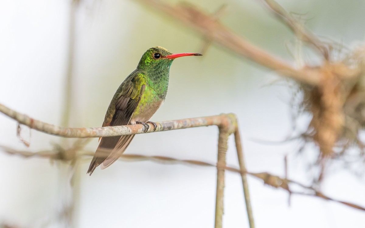 Rufous-tailed Hummingbird - ML620642999