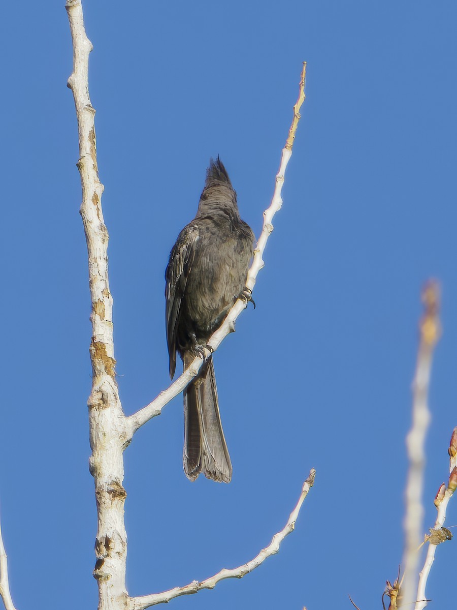 Phainopepla - Diane Hoy