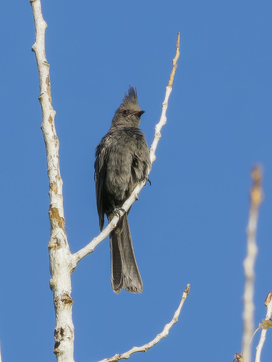 Phénopèple luisant - ML620643005