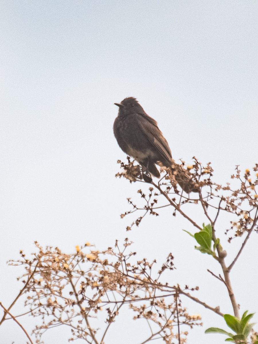 Black Phoebe - ML620643007