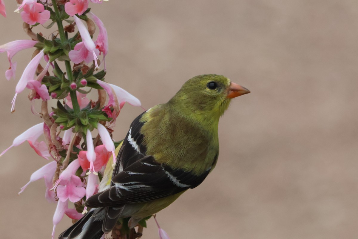 American Goldfinch - ML620643011