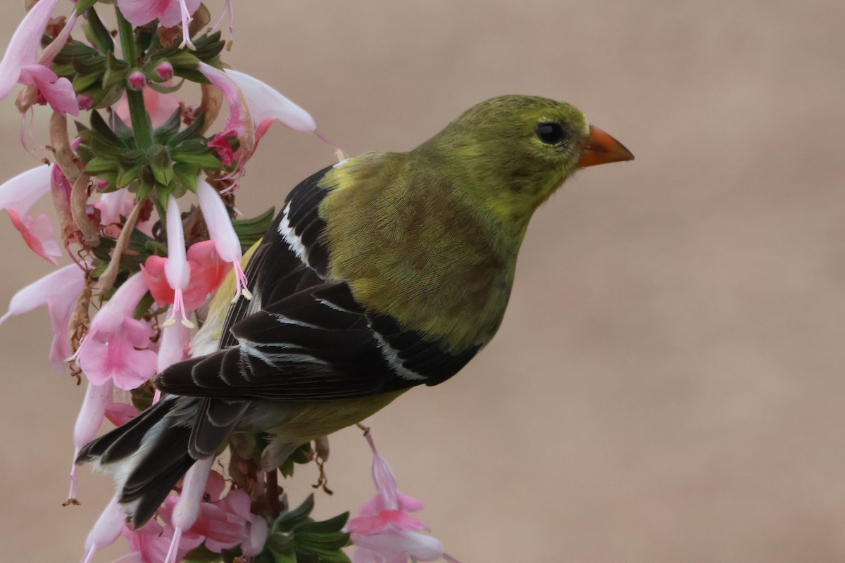 American Goldfinch - ML620643012